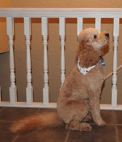 teddy sitting